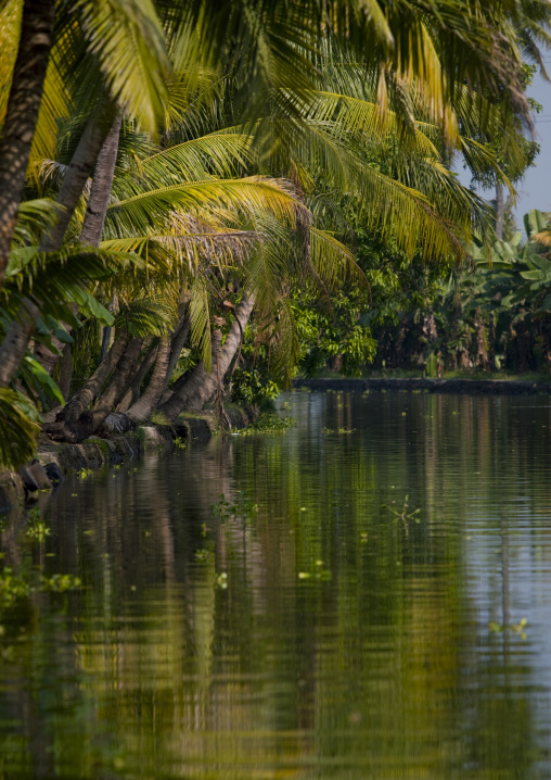 Waterway Boredered By Palm Trees On The Backwaters Of Kerala, Alleppey, India