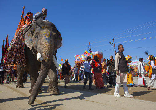 Elephant Parade In The Street, Maha Kumbh Mela, Allahabad, India