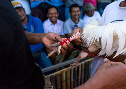 Attaching A Blade To The Roosters Feet For A Cock Fighting