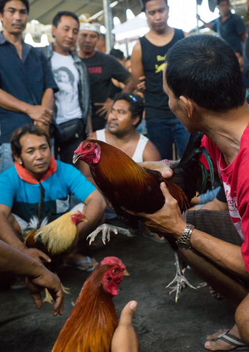 cocks Being Held Back By their Handlers During A Cockfigting Event