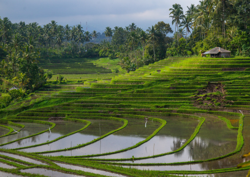 The Terraced Rice Fields