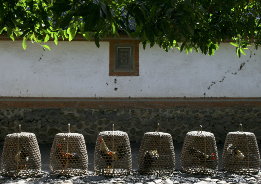 Fighting Cock Cages Arrayed Along A Wall