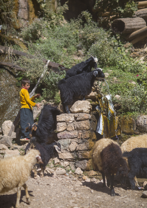 Little Boy With His Goats In Front Of A Fountain, Palangan, Iran