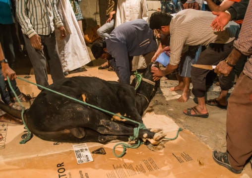 man giving water to the bull before its slaughter during a wedding, Qeshm Island, Tabl , Iran