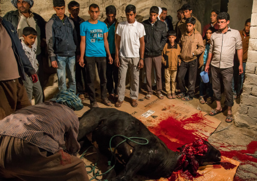 slaughter of a bull during a wedding, Qeshm Island, Tabl , Iran