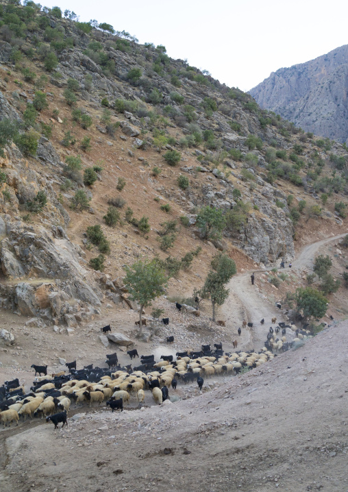 Goats Coming Back From The Mountain, Old Kurdish Village Of Palangan, Iran