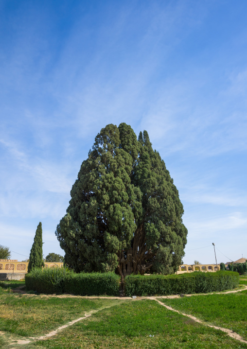 4000 Year Old Cypress Tree, Yazd Province, Abarkooh, Iran