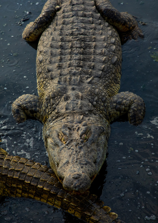 Felix Houphouet-Boigny's sacred crocodile living in the artificial lake of the presidential palace, Région des Lacs, Yamoussoukro, Ivory Coast