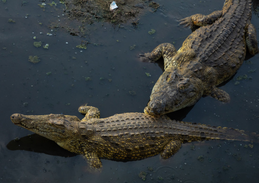 Felix Houphouet-Boigny's sacred crocodiles living in the artificial lake of the presidential palace, Région des Lacs, Yamoussoukro, Ivory Coast