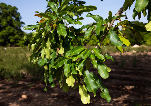 Leaves of karite tree, Savanes district, Shienlow, Ivory Coast