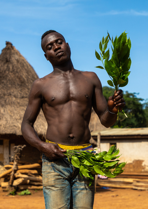 Dan tribe man dancing with leaves during a ceremony, Bafing, Gboni, Ivory Coast