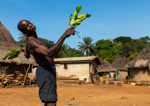 Dan tribe man dancing with leaves during a ceremony, Bafing, Gboni, Ivory Coast