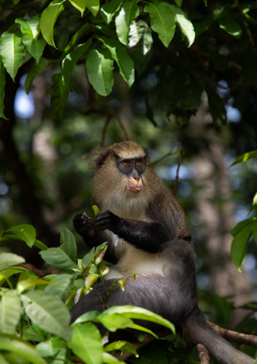 Macaque monkey in the forest, Tonkpi Region, Man, Ivory Coast
