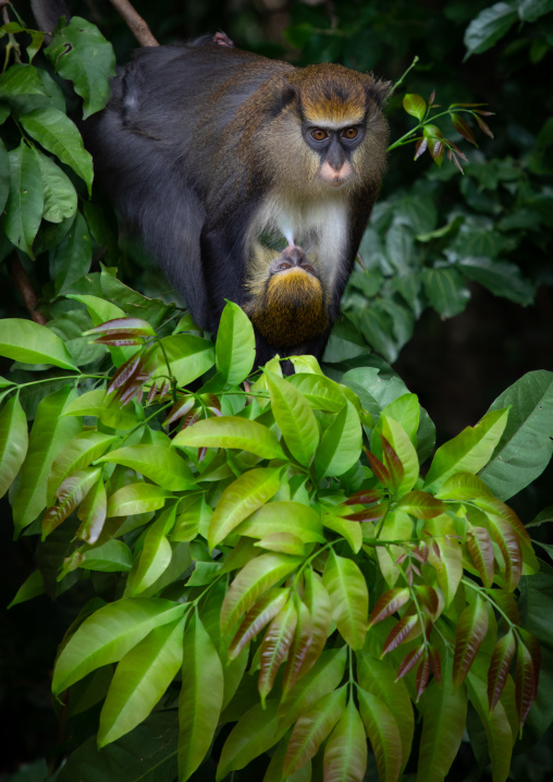 Staring macaque monkey mother with a baby in the forest, Tonkpi Region, Man, Ivory Coast