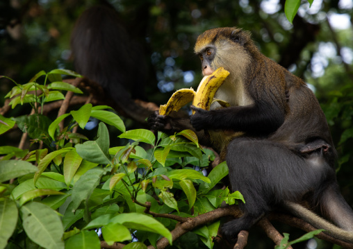 Macaque monkey eating banana in the forest, Tonkpi Region, Man, Ivory Coast