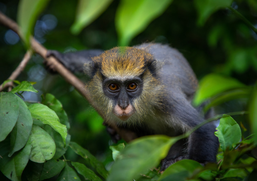 Staring macaque monkey in the forest, Tonkpi Region, Man, Ivory Coast
