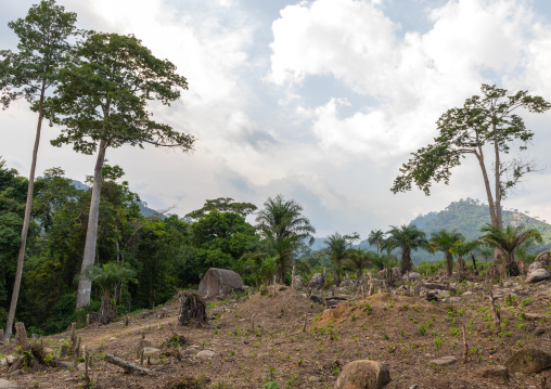 Deforestation in the countryside, Tonkpi Region, Man, Ivory Coast