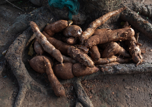 Fresh cassava tubers , Tonkpi Region, Man, Ivory Coast