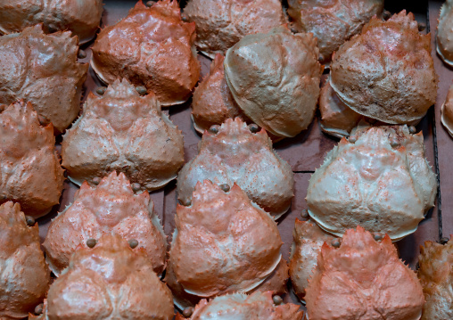Carb shells in tsukiji fish market, Kanto region, Tokyo, Japan