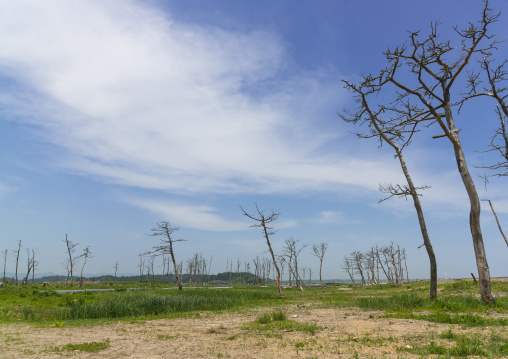 Trees in the highly contaminated area after the daiichi nuclear power plant irradiation and the tsunami, Fukushima prefecture, Futaba, Japan