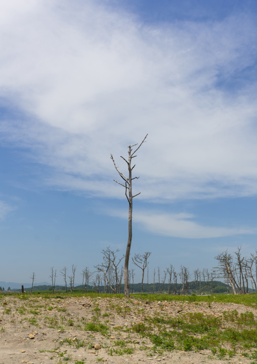 Trees in the highly contaminated area after the daiichi nuclear power plant irradiation and the tsunami, Fukushima prefecture, Futaba, Japan