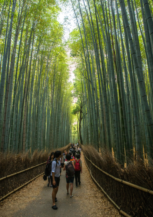 Arashiyama bamboo grove, Kansai region, Arashiyama, Japan