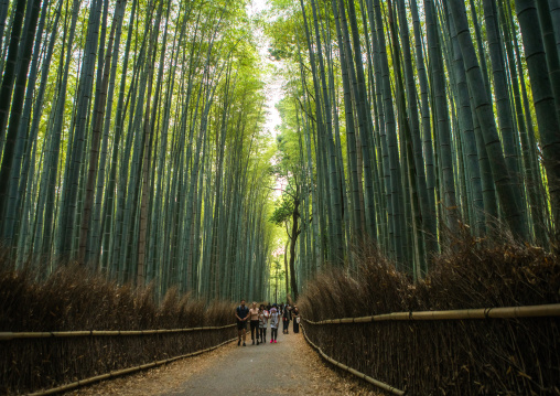 Arashiyama bamboo grove, Kansai region, Arashiyama, Japan
