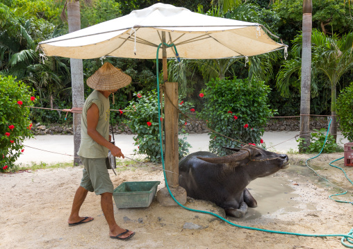 Japanese man spreading perfume on a water buffalo, Yaeyama Islands, Taketomi island, Japan