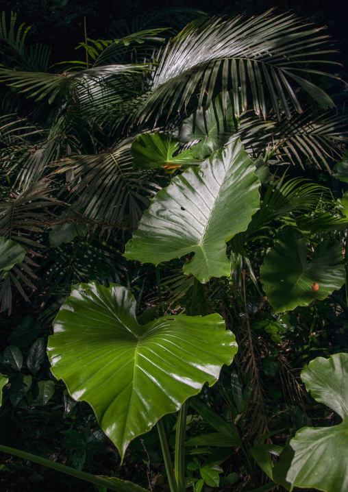 Plants with huge leaves in the jungle, Yaeyama Islands, Ishigaki, Japan