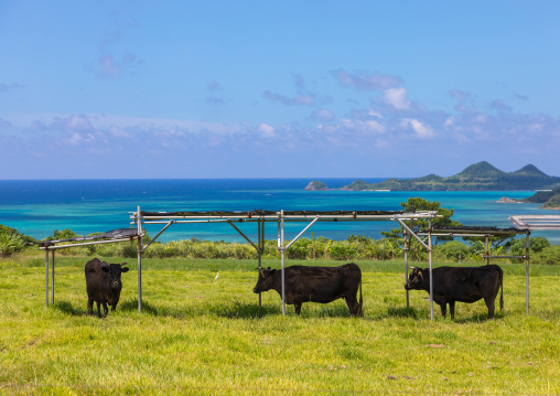 Beef in a farm in front of the sea, Yaeyama Islands, Ishigaki, Japan