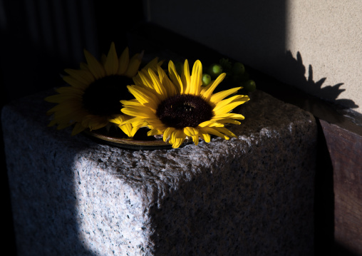 Sunflower at the entrance of a house, Okayama Prefecture, Kurashiki, Japan
