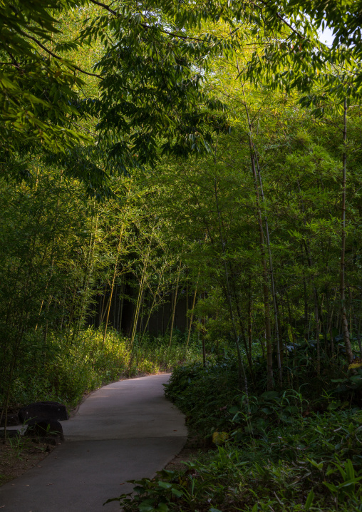 Bamboos forest in Kokoen garden, Hypgo Prefecture, Himeji, Japan