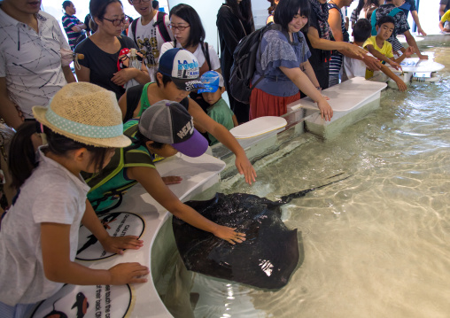 People touching a ray in the touch pool in Kaiyukan aquarium, Kansai region, Osaka, Japan