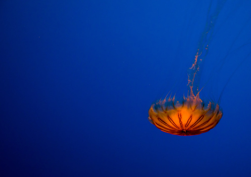 Brown jellyfish with tentacles swimming in Kaiyukan aquarium, Kansai region, Osaka, Japan