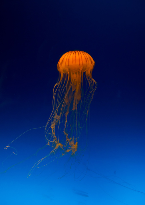 Brown jellyfish with tentacles swimming in Kaiyukan aquarium, Kansai region, Osaka, Japan