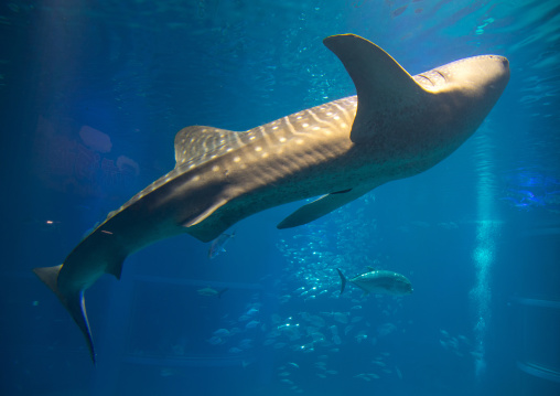 Shark whale in Kaiyukan aquarium, Kansai region, Osaka, Japan