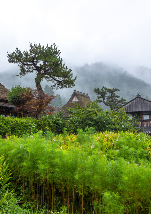 Thatched roofed houses in a traditional village, Kyoto Prefecture, Miyama, Japan