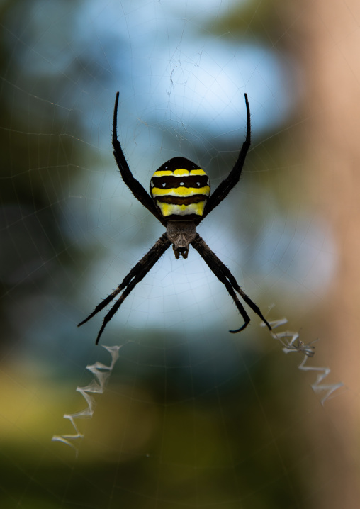Spider in Amanohashidate, Kyoto Prefecture, Miyazu, Japan