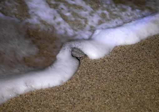 Newborn loggerhead sea turtle entering the sea in Kurio beach, Kagoshima Prefecture, Yakushima, Japan