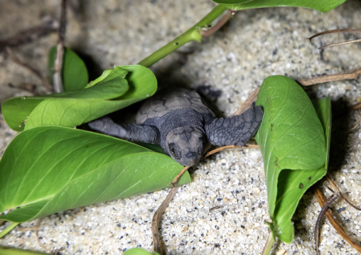 Newborn loggerhead sea turtle on Kurio beach, Kagoshima Prefecture, Yakushima, Japan