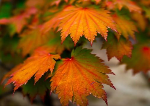 Red leaves in Kenroku-en garden, Ishikawa Prefecture, Kanazawa, Japan