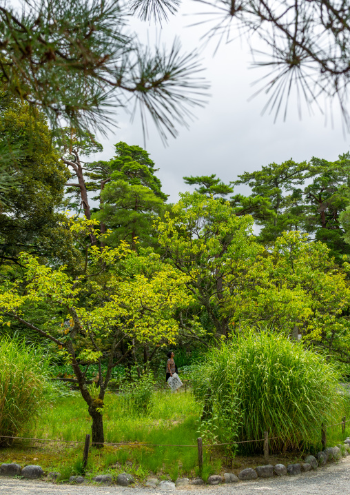 Plum grove in Kenroku-en garden, Ishikawa Prefecture, Kanazawa, Japan