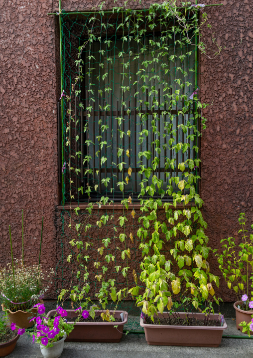 Potted plants in front of a window, Ishikawa Prefecture, Kanazawa, Japan