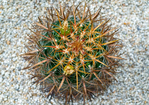 Cactus in the the Kyoto botanical garden, Kansai region, Kyoto, Japan