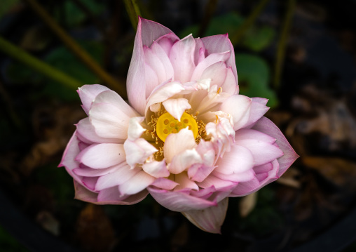 Close-up of pink lotus water lily, Kansai region, Kyoto, Japan