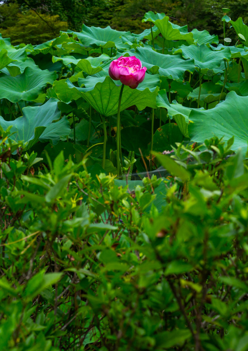 Pink lotus water lily, Kansai region, Kyoto, Japan