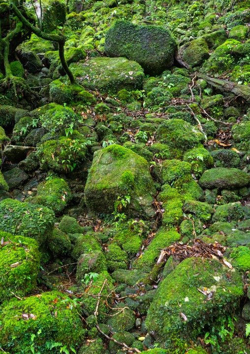 Moss growing in forest in Yakusugi land, Kagoshima Prefecture, Yakushima, Japan