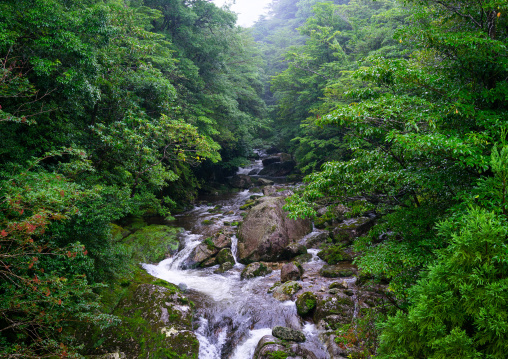 River in Yakusugi land, Kagoshima Prefecture, Yakushima, Japan
