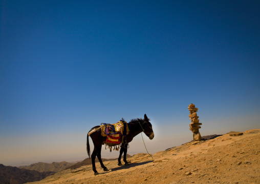 Donkey In Petra, Jordan