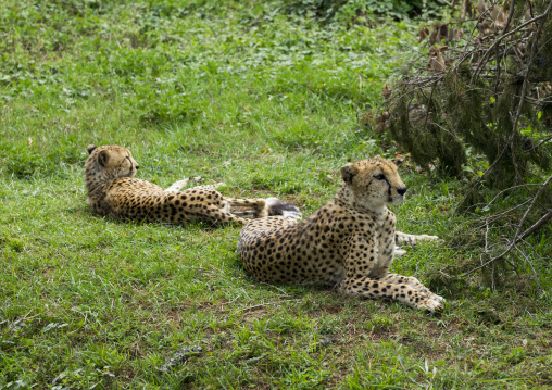 Cheetahs (acinonyx jubatus) resting, Laikipia county, Mount kenya, Kenya